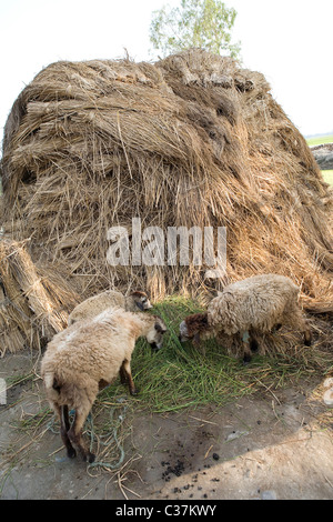 Les moutons broutent le foin dans un petit village dans le parc national des Sunderbans au Bengale occidental, en Inde. Banque D'Images