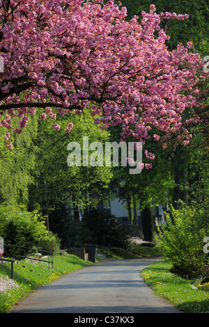 Cherry Tree in city park Banque D'Images