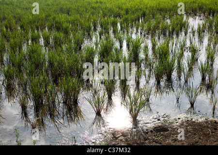 Champ de riz dans un petit village au parc national des Sunderbans au Bengale occidental, en Inde. Banque D'Images