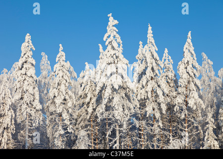 Vue sur les arbres d'épinette ( Picea Abies ) et de pin ( Pinus sylvestris ) couverts de neige dans la forêt de taïga , Finlande Banque D'Images