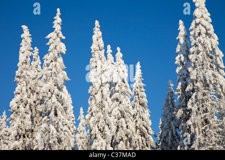 Vue des arbres d'épinette enneigée ( Picea Abies ) dans la forêt de taïga , Finlande Banque D'Images