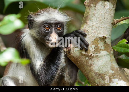 Singe colobus rouge Zanzibar (Procolobus kirkii) Parc National de la forêt de Jozani, Zanzibar, Afrique de l'Est Banque D'Images