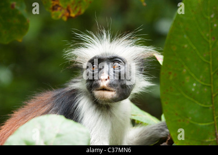 Singe colobus rouge Zanzibar (Procolobus kirkii) Parc National de la forêt de Jozani, Zanzibar, Afrique de l'Est Banque D'Images