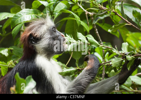 Singe colobus rouge Zanzibar (Procolobus kirkii) manger les feuilles, parc national de Jozani, Zanzibar, Afrique de l'Est Banque D'Images