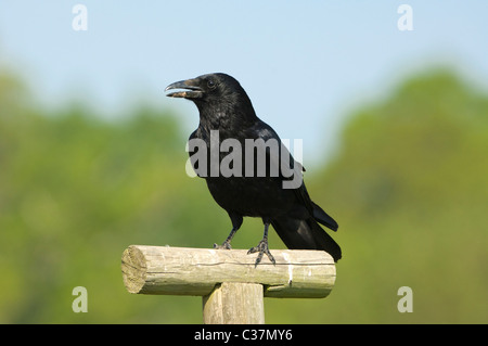 Corneille noire (Corvus corone), Kent, UK Banque D'Images