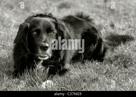 Cross Border Collie Labrador en pelouse, Angleterre , Royaume-Uni Banque D'Images