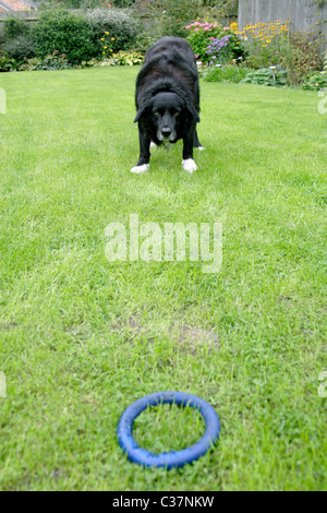 Cross Border Collie Labrador chien jouant avec jouet en caoutchouc dans un jardin anglais Banque D'Images