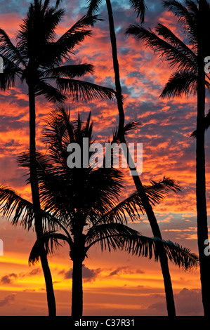 Les palmiers se découpant sur un coucher de soleil Hawaïen coloré, vues du Sans Souci Beach Park, Honolulu, Hawaï. Banque D'Images