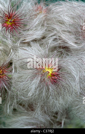 Fleur de cuir (Clematis serratifolia) Banque D'Images