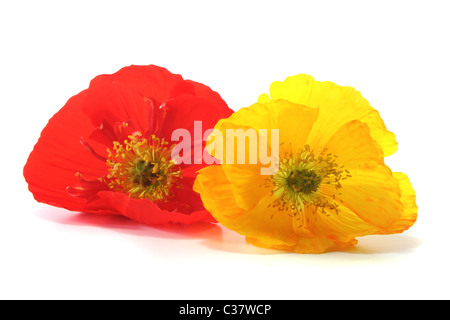 Islande jaune et rouge coquelicot sur fond blanc Banque D'Images