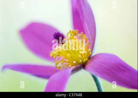 Une seule fleur pourpre chef de Pulsatilla vulgaris Anémone pulsatille, pasqueflower - Banque D'Images