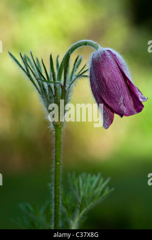 Une seule fleur pourpre chef de Pulsatilla vulgaris Anémone pulsatille, pasqueflower - Banque D'Images