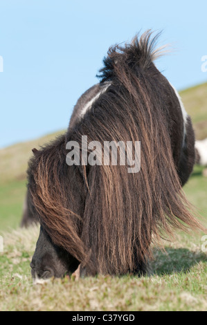 Un poney Welsh pâturage sur le flanc de la Montagne Noire, près de Hay-on-Wye, au Pays de Galles Banque D'Images