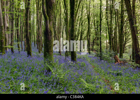 Bluebell Wood, l'Angleterre au printemps Banque D'Images