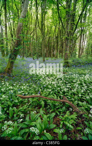 Un tapis d'ail sauvage et jacinthes dans un bois Anglais Banque D'Images