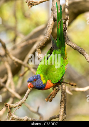 Rainbow Lorikeet, Trichoglossus haematodus moluccanus, également connu sous le nom de Swainson Lorikeet, King's Park, Perth, Australie occidentale Banque D'Images