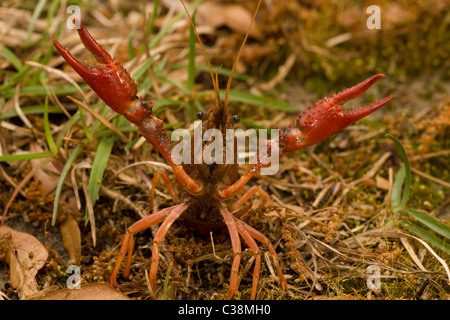 La Langouste rouge de marais (Procambarus clarkii) appelée cray fish - Louisiane - USA - affichage défensive Banque D'Images