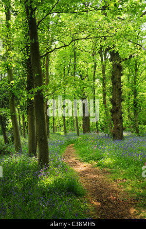 Un chemin à travers une forêt ensoleillée avec des fleurs colorées et lumière. pommelé Banque D'Images