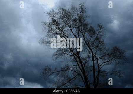 Les nuages menaçants s'approchant de l'arbre de printemps Banque D'Images