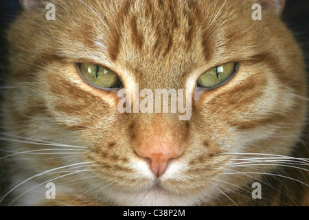 European Shorthair cat - portrait Banque D'Images