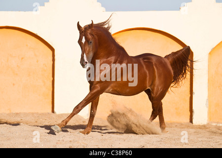 Cheval Arabe dans le sable Banque D'Images