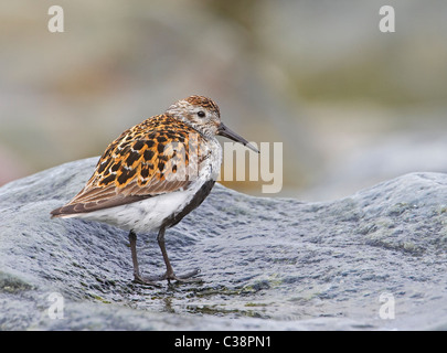 Le Bécasseau variable (Calidris alpina) mâle en plumage nuptial se tenant debout sur la roche humide. Banque D'Images