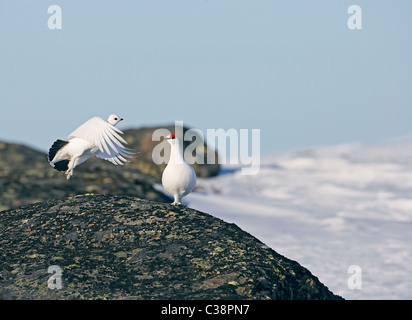 Lagopèdes des saules, les lagopèdes (Lagopus mutus, Lagopus muta), couple sur un rocher. Banque D'Images