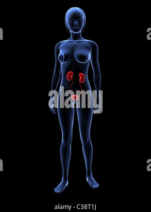 Système urinaire féminin Banque D'Images