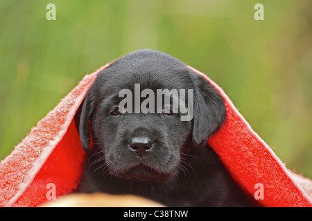 Labrador Retriever dog - chiot sous couverture Banque D'Images