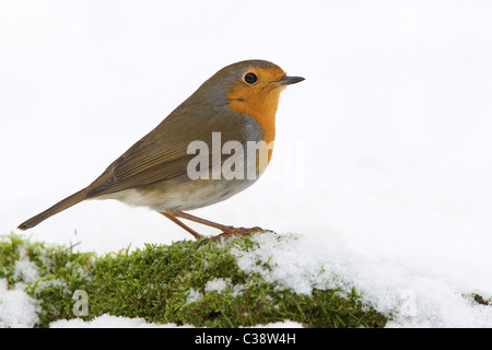 Robin européenne dans la neige / Erithacus rubecula aux abords Banque D'Images