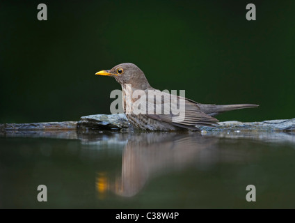 Blackbird (Turdus merula), femme au bain. Banque D'Images