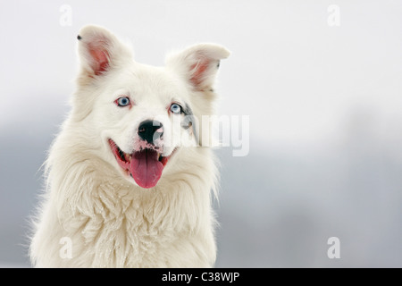 Chien Berger Australien - portrait Banque D'Images