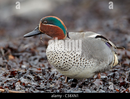 Sarcelle d'hiver (Anas crecca) mâle en plumage nuptial comité permanent sur l'algue. Banque D'Images