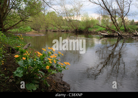 Swider River dans le centre de la Pologne, près de la réserve naturelle du parc paysager de Mazowiecki, au sud de Varsovie (Caltha palustris) Banque D'Images