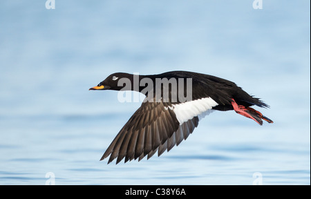 Macreuse noire (Melanitta fusca Velvet), Drake en vol. Banque D'Images