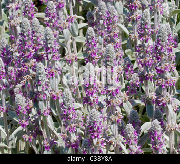 Stachys Byzantina Primrose Heron Banque D'Images