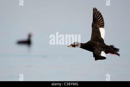 Macreuse noire (Melanitta fusca Velvet), Drake en vol. Banque D'Images