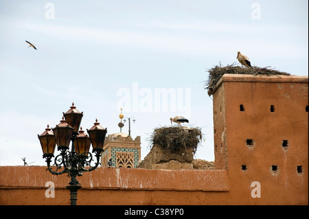 Marrakech, Maroc, 15-4-2011. Cigognes à bec jaune ( Mycteria ibis A ) niché sur la porte Bab Agnaou Banque D'Images