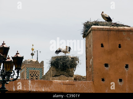 Marrakech, Maroc, 15-4-2011. Cigognes à bec jaune ( Mycteria ibis A ) niché sur la porte Bab Agnaou, Banque D'Images