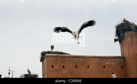 Marrakech, Maroc, 15-4-2011. Cigognes à bec jaune ( Mycteria ibis A ) niché sur la porte Bab Agnaou Banque D'Images