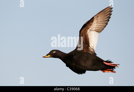 Macreuse noire (Melanitta fusca Velvet), Drake en vol. Banque D'Images