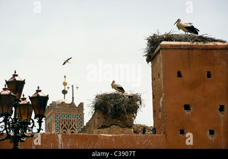 Marrakech, Maroc, 15-4-2011. Cigognes à bec jaune ( Mycteria ibis A ) niché sur la porte Bab Agnaou, Banque D'Images