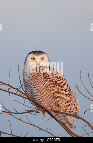 Bubo scandiacus harfang des neiges (Nyctea scandiaca), femelle adulte, perché sur une branche. Banque D'Images