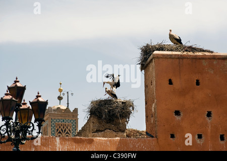 Marrakech, Maroc, 15-4-2011. Cigognes à bec jaune ( Mycteria ibis A ) niché sur la porte Bab Agnaou, Banque D'Images