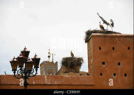 Marrakech, Maroc, 15-4-2011. Cigognes à bec jaune ( Mycteria ibis A ) niché sur la porte Bab Agnaou, Banque D'Images