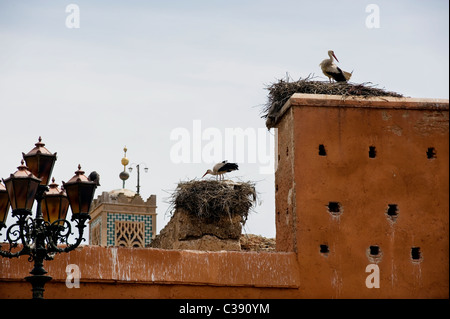 Marrakech, Maroc, 15-4-2011. Cigognes à bec jaune ( Mycteria ibis A ) niché sur la porte Bab Agnaou, Banque D'Images