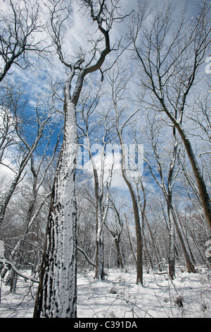 Caduques en hiver Banque D'Images