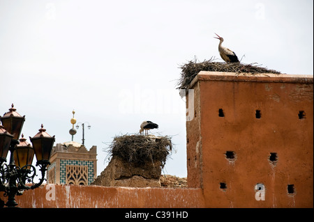 Marrakech, Maroc, 15-4-2011. Cigognes à bec jaune ( Mycteria ibis A ) niché sur la porte Bab Agnaou, Banque D'Images