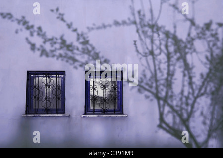 Ombres de branches d'arbre sur le mur et fenêtre Banque D'Images