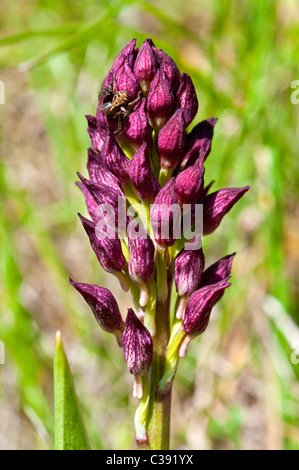 Early Purple Orchid / Orchis mascula avec Spider Crabe - France. Banque D'Images